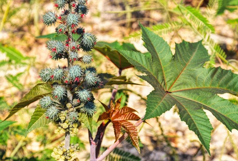 castor oil plant, castor oil, castor beans, poisonous, plant, castor, oil, seeds, nature, leaf, castor oil, castor oil, castor oil, castor oil, castor oil, castor, castor, castor